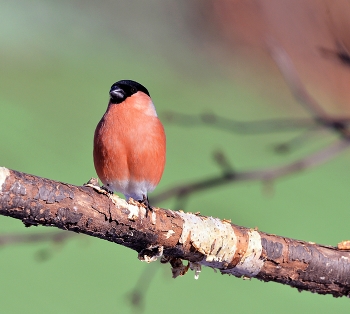 Bullfinch / ***