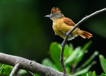 Barred Antshrike (f) / ***