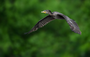Anhinga / ***