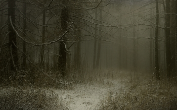 Foggy morning / ***