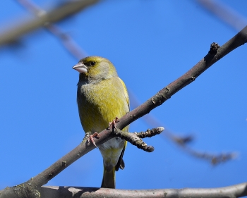Yellow Wagtail / ***