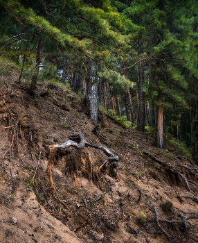 Pine forest / ***