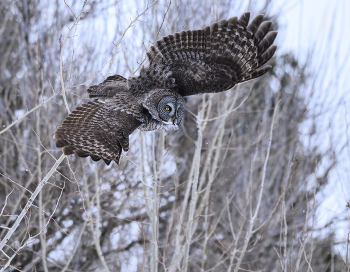 Great grey owl / Great grey owl