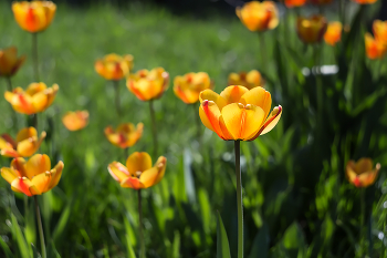 Happy Spring! / ***