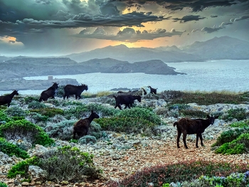 Cavalleria - cabres - Menorca (Balears) / Cavalleria - cabres - Menorca (Balears)
