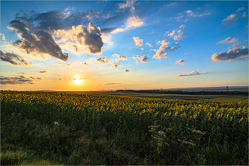 Sunflowers / ***