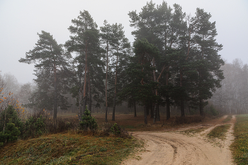 in the autumn forest / ***
