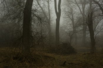 Foggy morning / ***