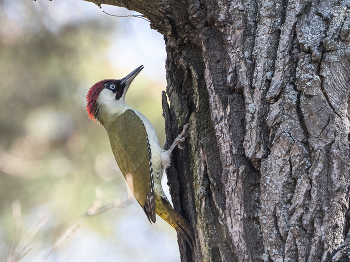 green woodpecker / ***