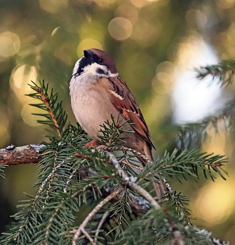 Spatz / ***