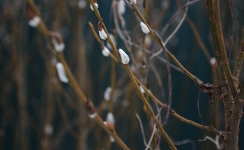 Spring. / ***