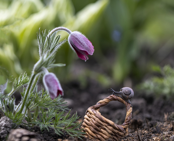 Pasque-flower / ***