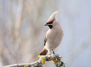 waxwing / ***