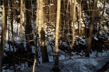 Landscape / ***