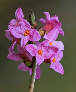  / Seidelbast (Daphne mezereum)