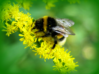 Furry bumblebee / ***