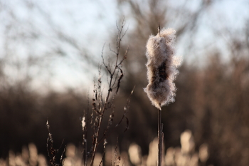 Reed / ***