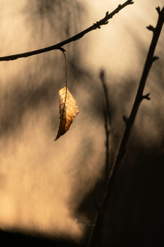 Past ... / ***