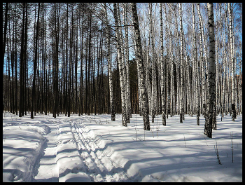 In the spring forest / ***