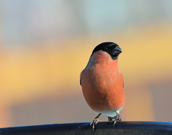Bullfinch / ***