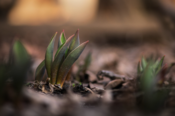 Awakening / ***