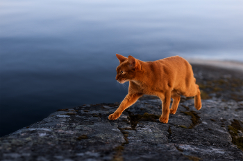 night hunting / ***