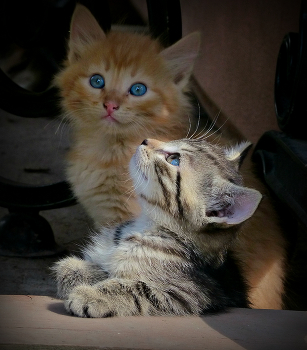 Kittens / ***
