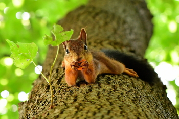Eichhörnchen. / ***