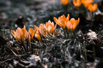 Crocuses / ***