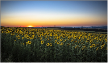 Sunflowers / ***