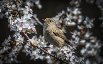 Spring / ***