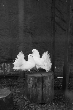 A meeting / ***