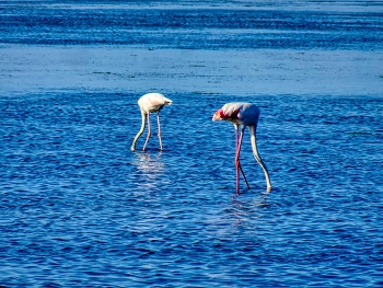 Delta de l'Ebre - flamencs - Baix Ebre / Delta de l'Ebre - flamencs - Baix Ebre