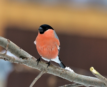 Bullfinch / ***
