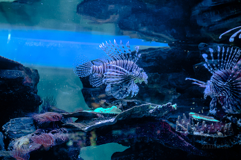 fish / ***