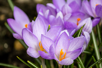Crocuses / ***