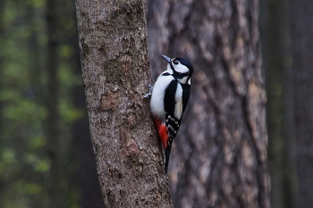 Woodpecker / ***