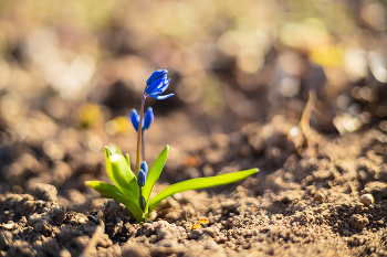Scilla / ***