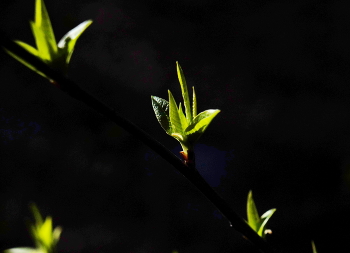 light and darkness / ***