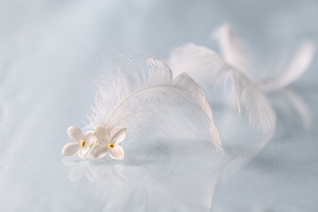 spring theme / 2024