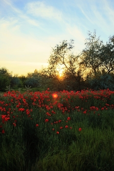 Landscape / ***