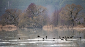 Bird / ***