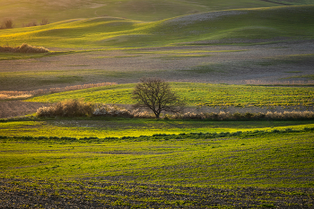 Evening light / ***