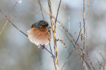 Finch / ***