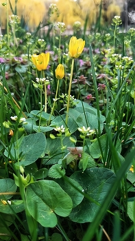 Primroses / ***