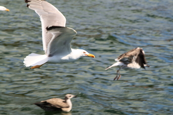 In Port / ***