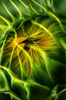 Sunflower / ***