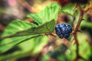 blackberry / ***