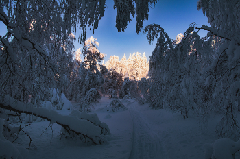 Toward the light / ***