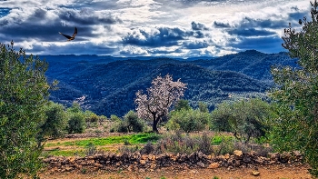 La Bisbal de Montsant - Balcó de la Bisbal - Priorat / La Bisbal de Montsant - Balcó de la Bisbal - Priorat